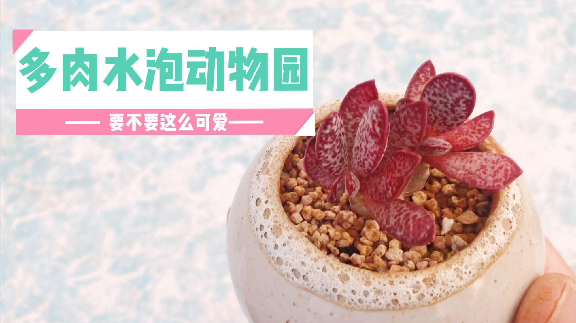 人中吕布马中赤兔,多肉也有赤兔,多肉水泡动物园