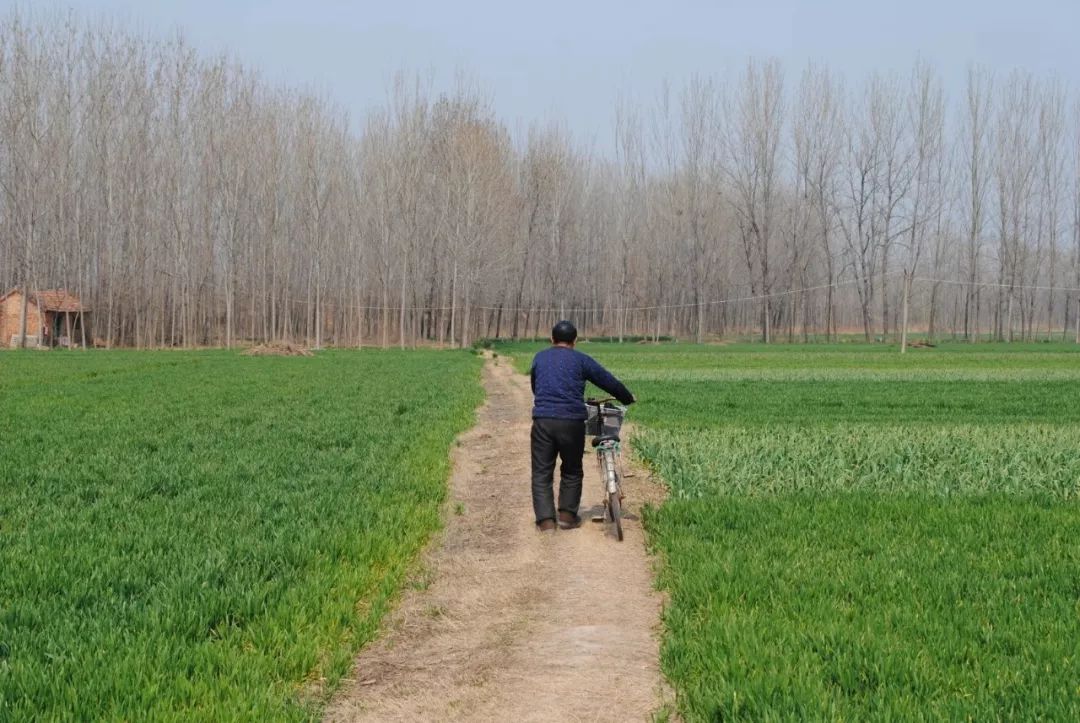 苏北乡村的早春田野:清风徐徐春意盎然,真是一幅别致的画卷!