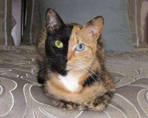 养宠知识:维生素b能解决玳瑁猫的猫癣吗,维生素b能治猫癣吗