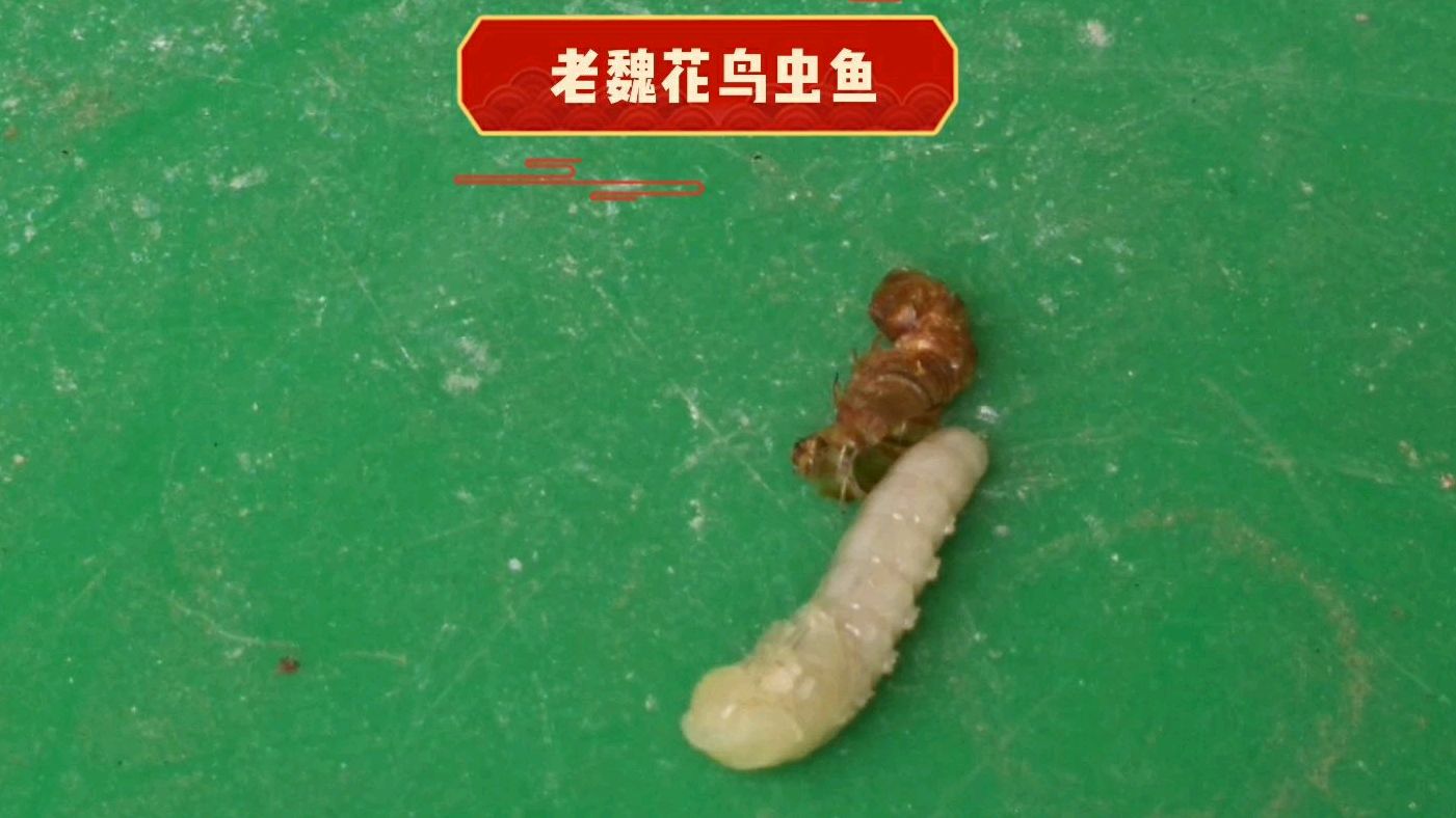 看完这个视频,终于知道面包虫是怎样变蛹的了