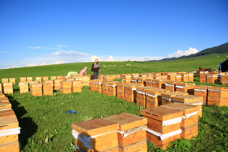 两箱一组,摆成一字 野生蜂种 目前尚未完成人工驯养的野生蜂种,有岩