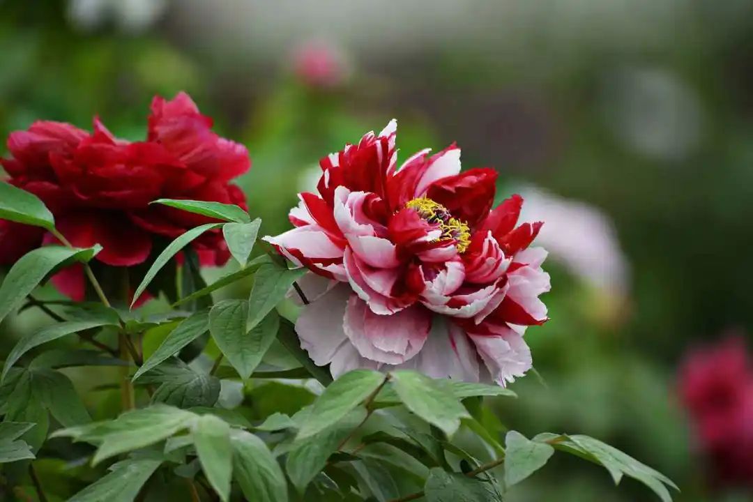 任志民:春天的梦想