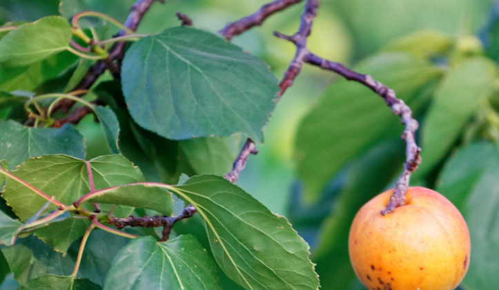 这树上的"疤瘌杏"明显个大,观察四周,发现这棵杏树枝繁叶茂独自矗立