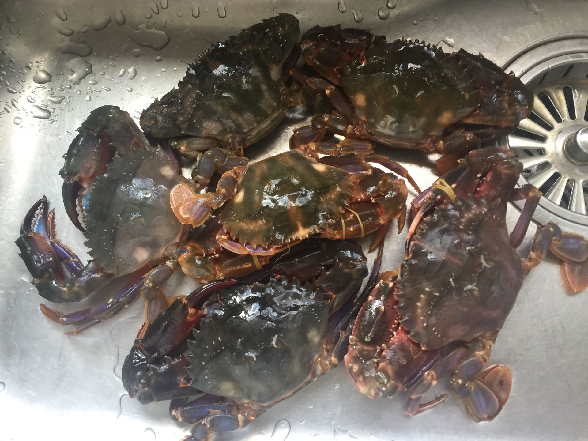 去市场上买的石夹红,大小不一样,价格也不等,这个价格现在80一斤.