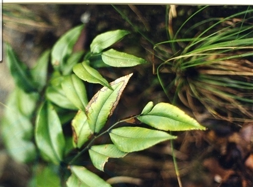 植物小百科:关于柳叶蕨你不得不知道的知识!