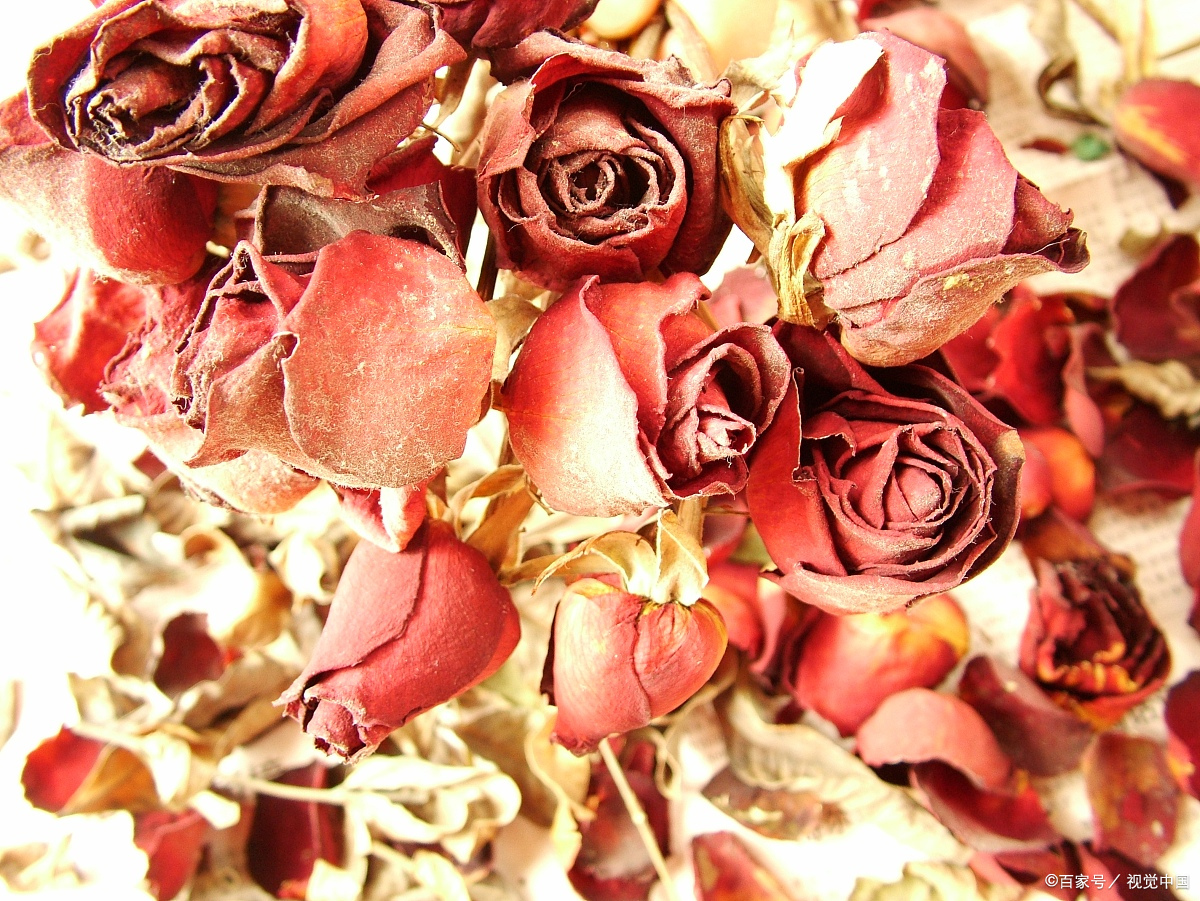 凋落的玫瑰