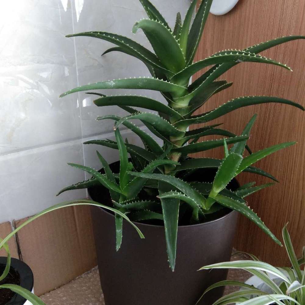 芦荟长爆盆了?秋季这样做,一盆养出20盆,盆盆侧芽多,变老桩!