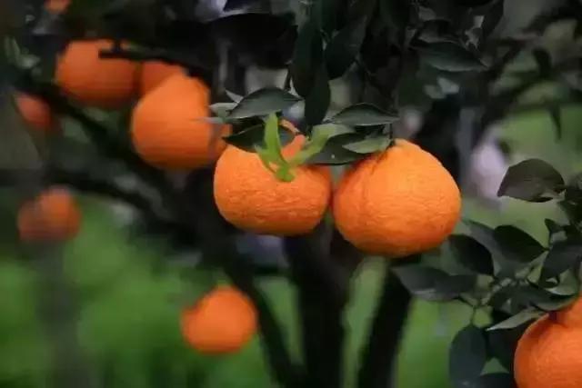 晚熟柑橘栽培面临的四大难题,个个决定种植成败!