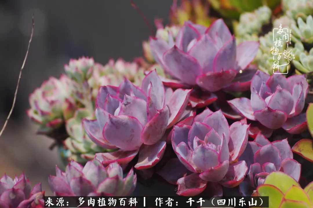 夏天日曬雨淋,秋老虎來勢洶洶,你的多肉準備好逆襲了嗎?