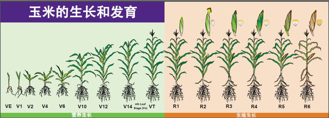 追肥不用尿素幫 要用就用綠達康