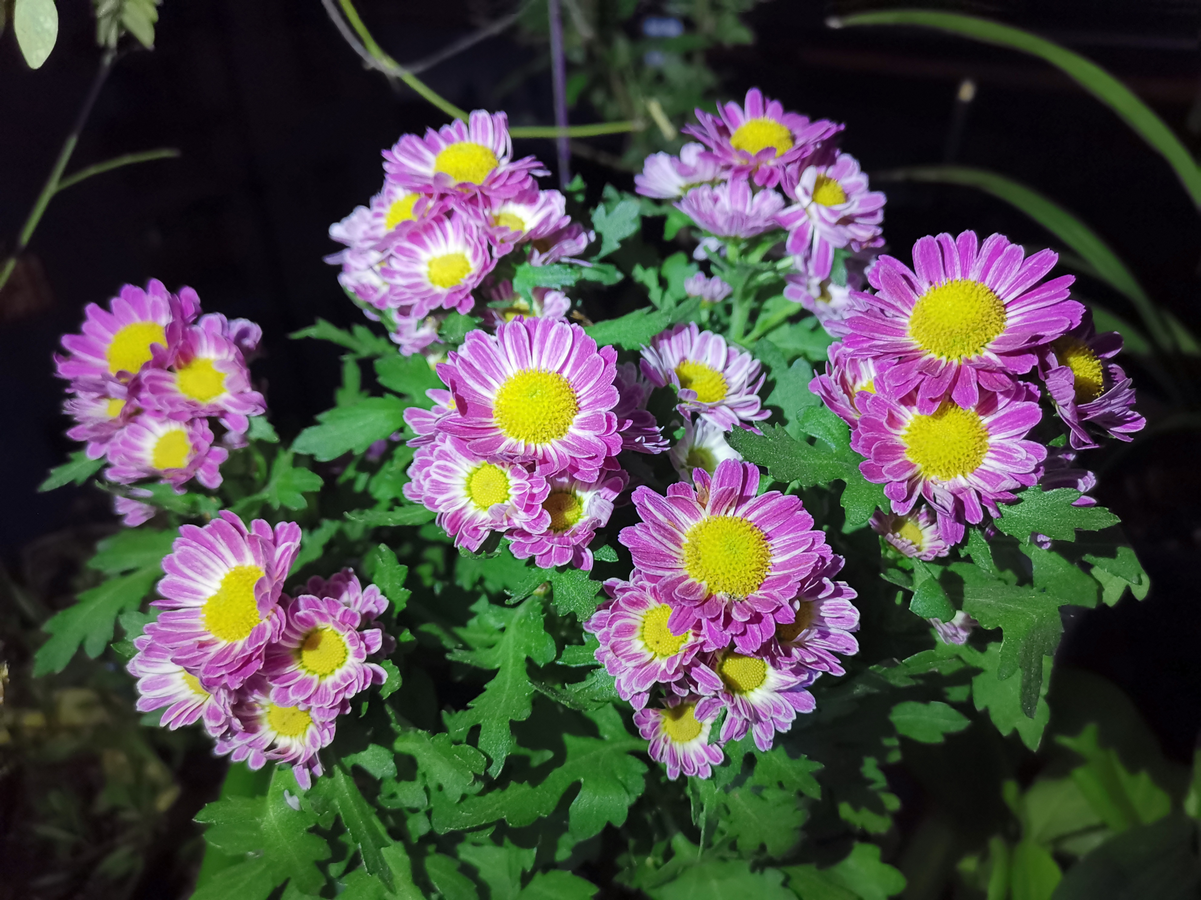 美艳的复色粉女王菊