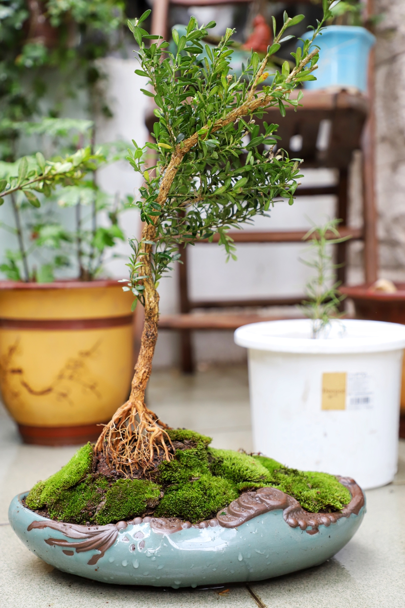 上山溜达见到烂树桩,捡回家种盆里,精美黄杨盆景就成型!