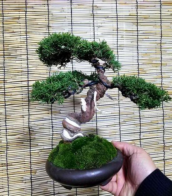小品系鱼川真柏,这样的盆景你喜欢吗?各种微型真柏