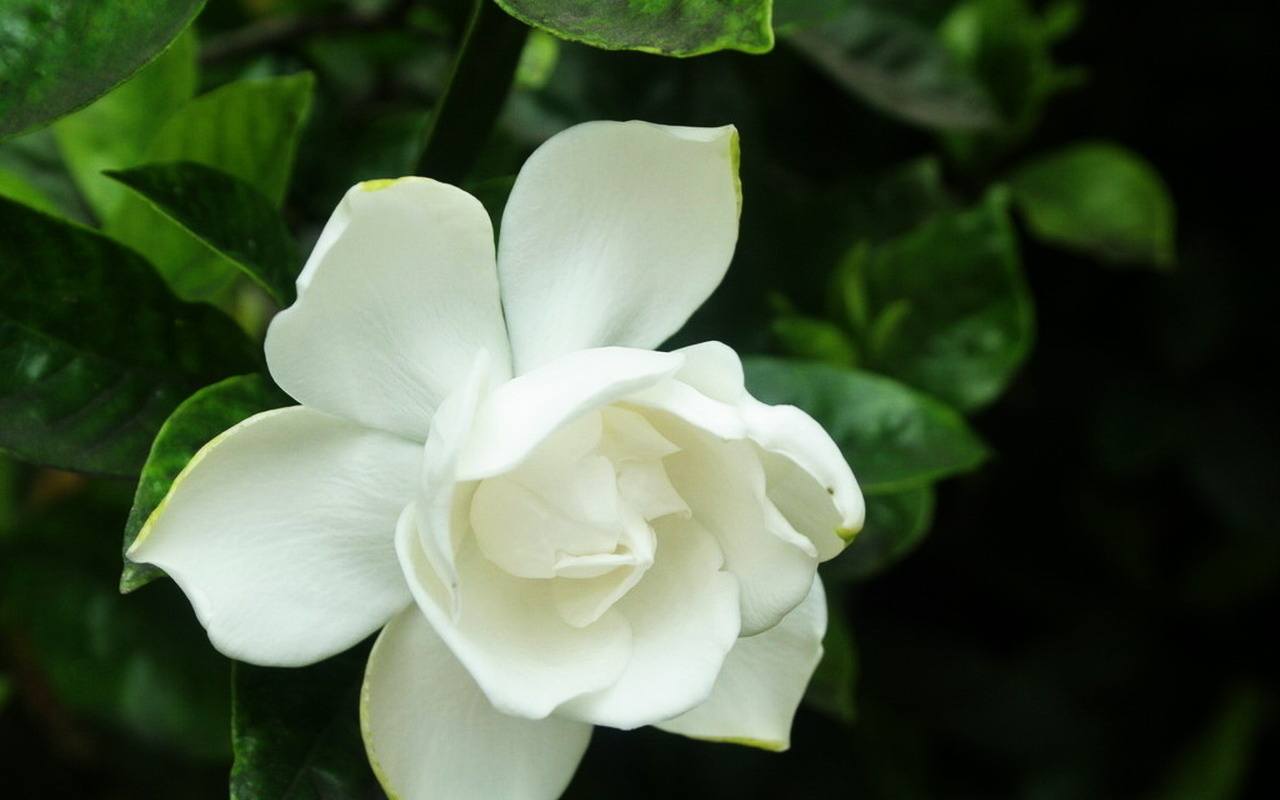 栀子花该如何栽培?如何养护?你做对了吗?