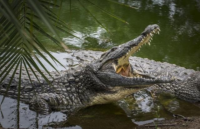 图尔卡纳湖的霸主,非洲最大的鳄鱼尼罗鳄咬合力达到2500磅
