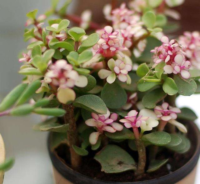 陶冶情操,养金枝玉叶浇水有"技巧",不掉叶,叶多长势旺!