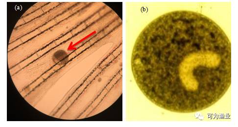 斑鳢小瓜虫病治疗有妙招,看看我们如何防治?