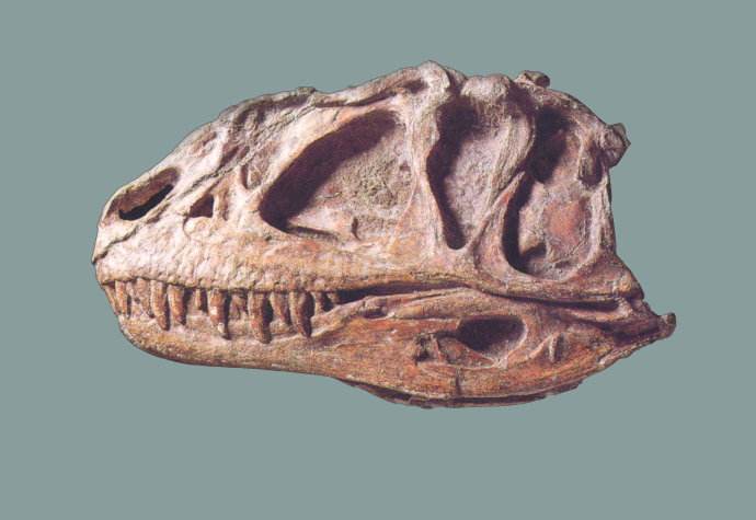 新牙龙,永川龙和皮尔逖龙的介绍