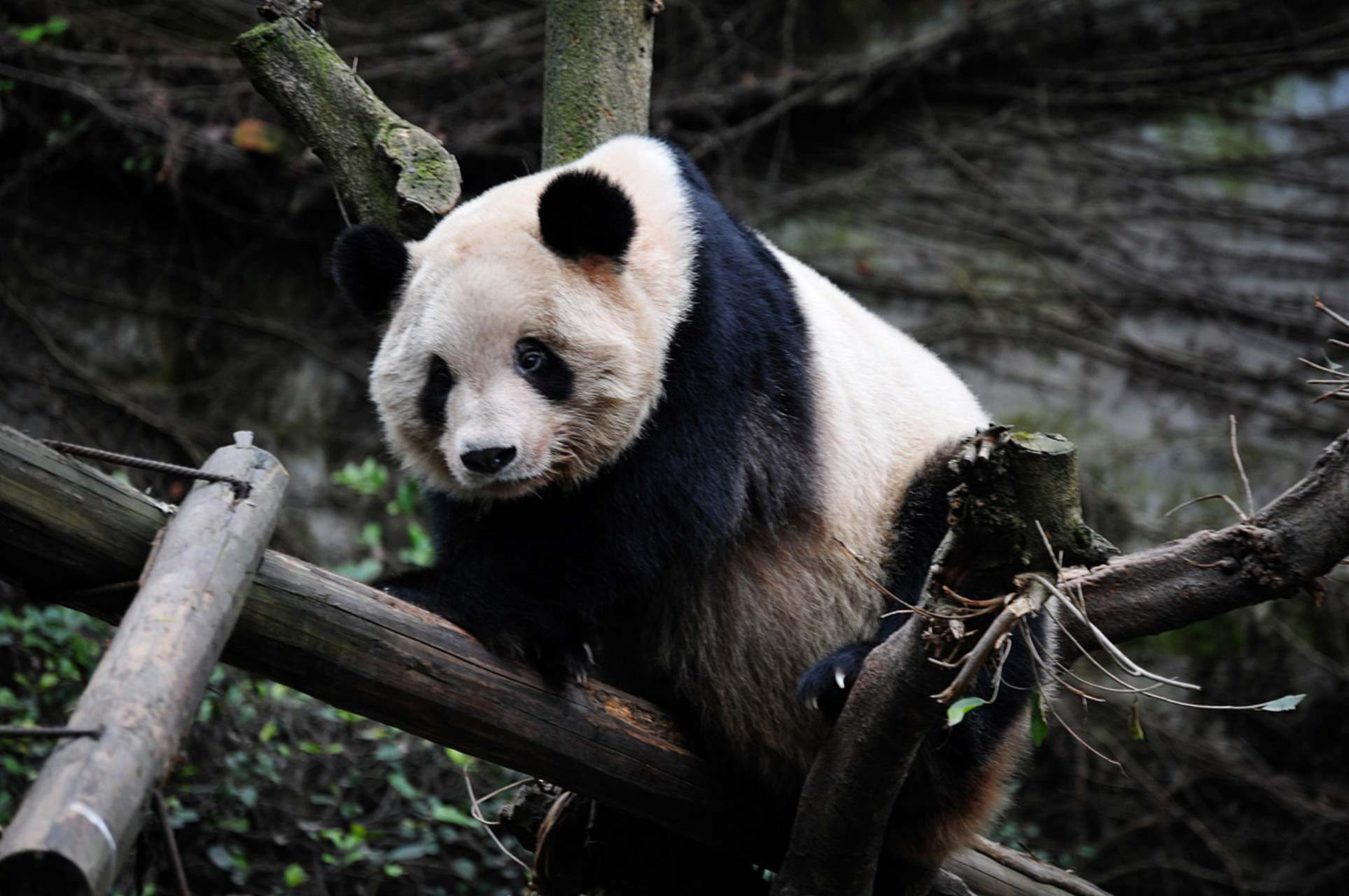 贵阳61云岩   黔灵山公园.  来贵阳,两块五门票看大熊猫!