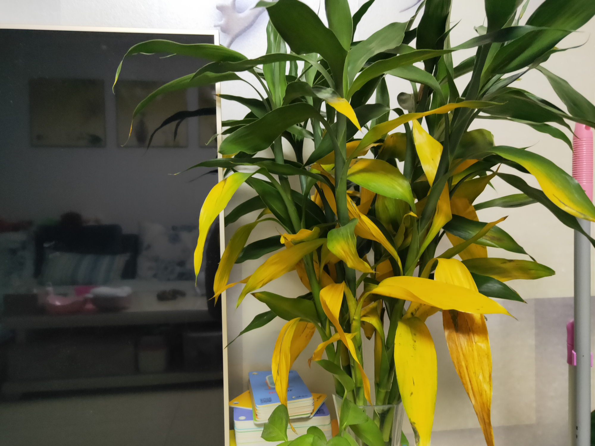 新买的富贵竹,黄叶,不生根,"根源"在这,赶紧纠正还来得及!