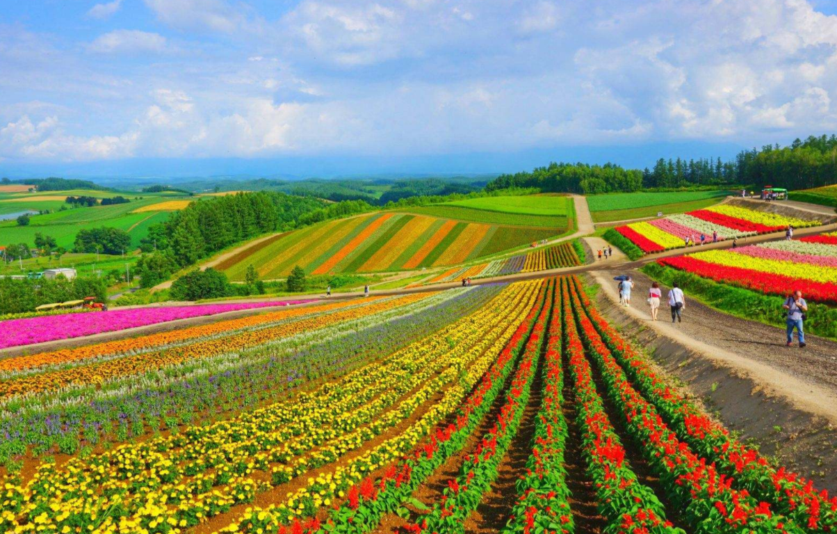 北海道美瑛旅游攻略,感受五彩的田园风情