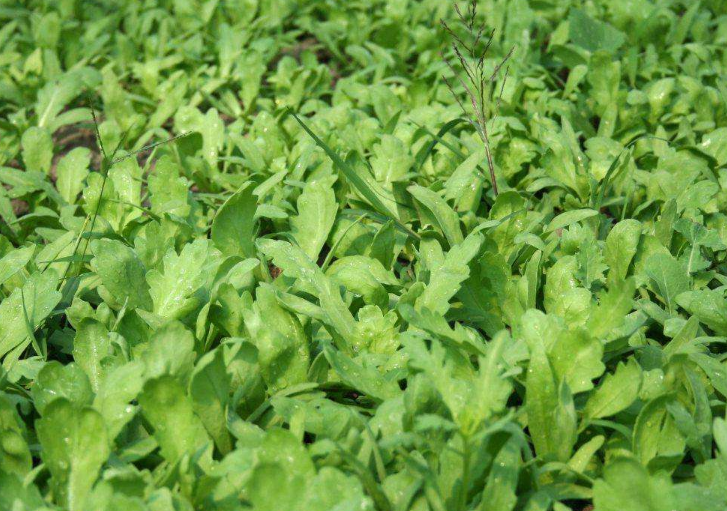 茼蒿- 优质问答专区