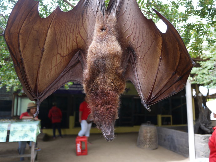 广东女子踩到10斤重的蝙蝠,误当做猫狗,闺蜜的做法很尴尬