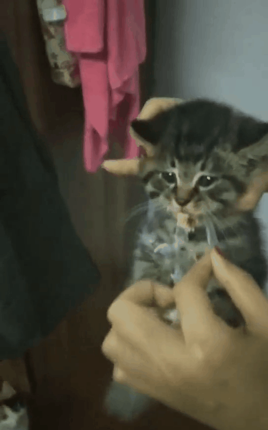 小猫在外流浪,捡回时死咬着被人丢弃的垃圾袋,只因垃圾袋里有肉