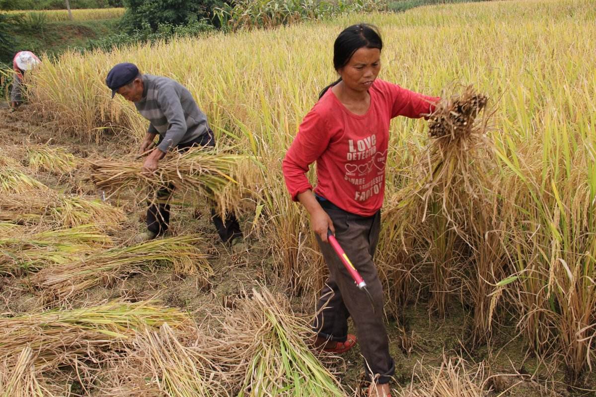 中国农民有多重要"农村不种地,城里饿肚子"明白人才懂的道理