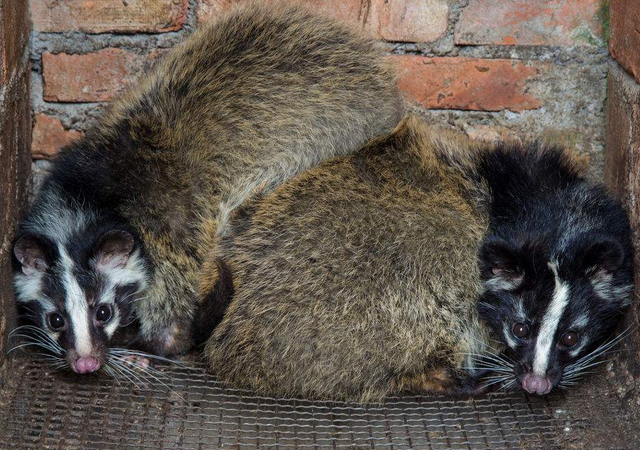 人工养殖果子狸,从选址到管理,这些步骤一个不能少