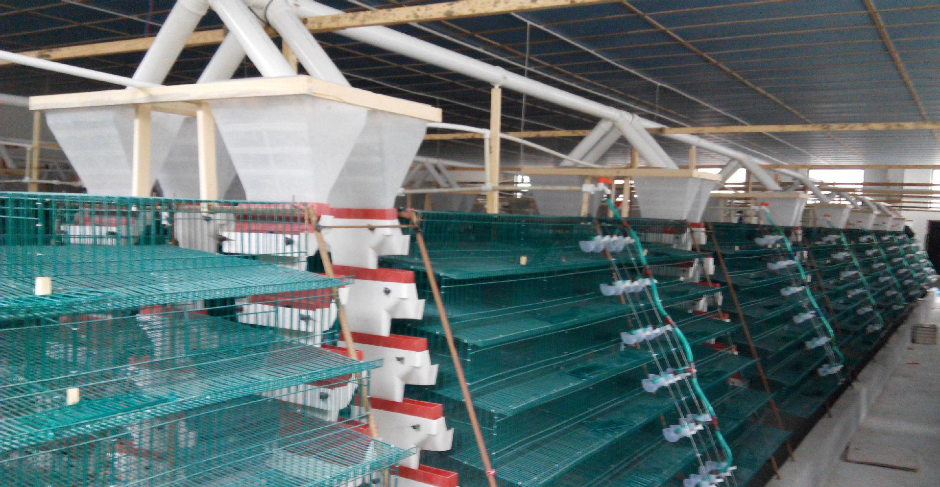 鹌鹑舍的构建,场地选址很重要,养鹌鹑的人必看