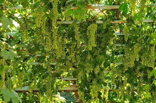 无核白葡萄种植,提升无核白葡萄品质的方案,建议收藏