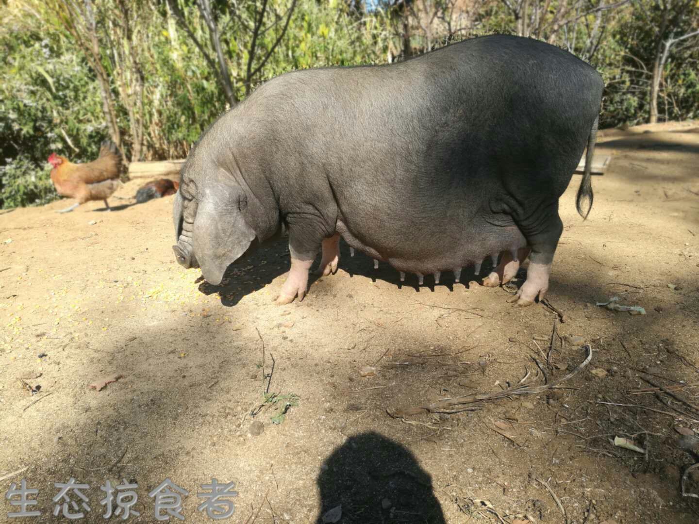 中梅山猪图片