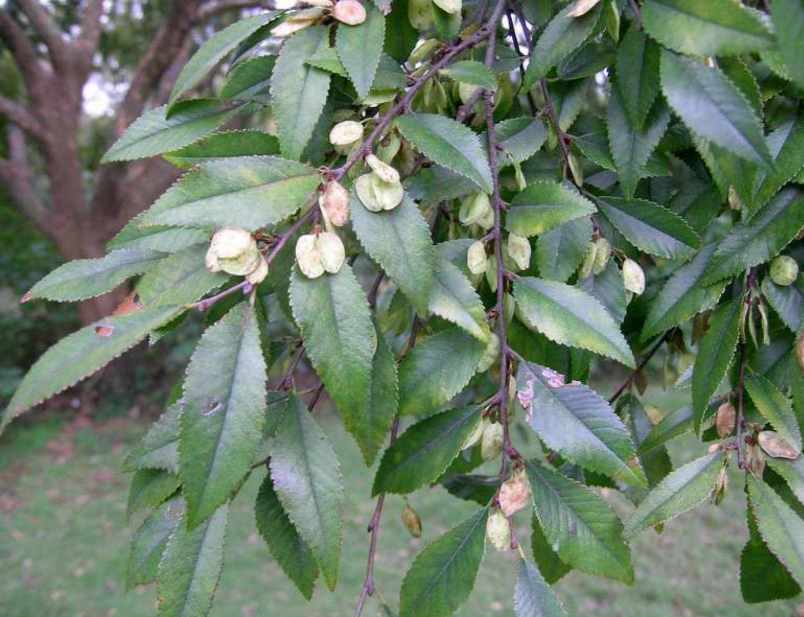 农村这种"鸡粪树"长得不好看,深受人们欢迎,有很高的价值