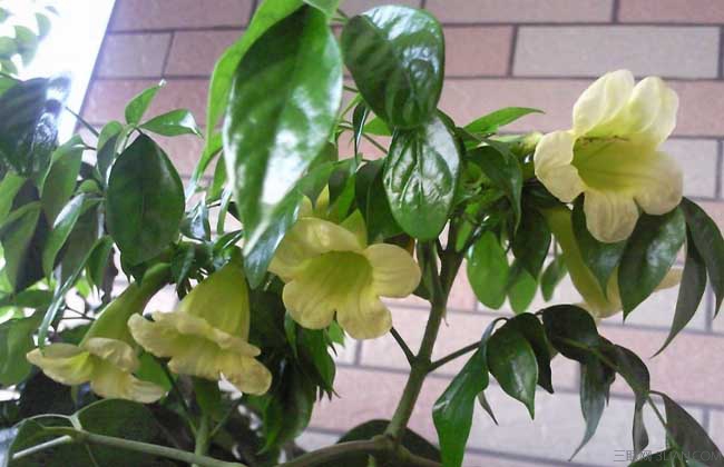 平时浇一种水,幸福树一直开花不落,没过多久还结小果子