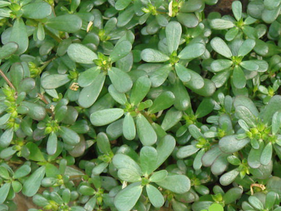 农村常见一种野草,外形普通却是美味佳肴,更是被誉为天然抗生素