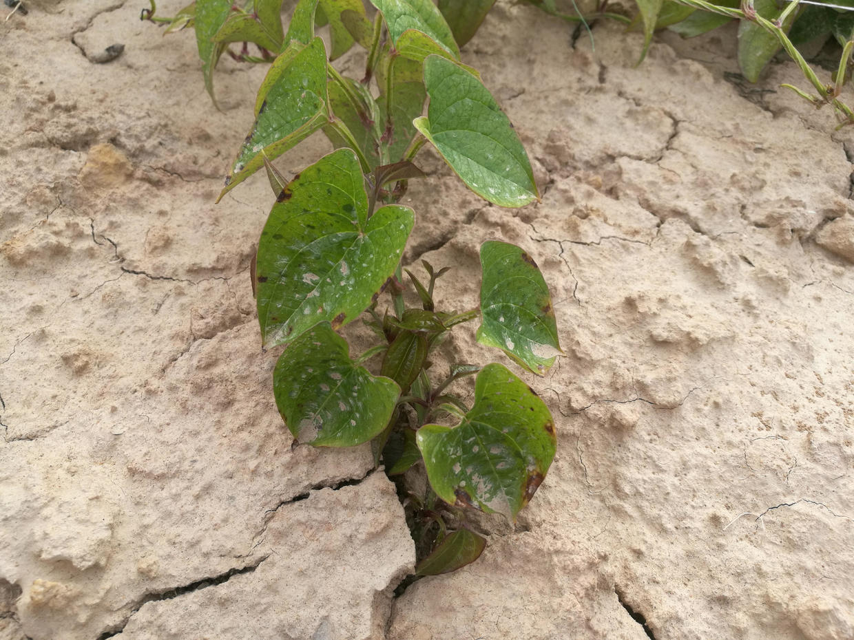 一年不换土,土壤板结很正常,教你"松土术"土壤松软养花好