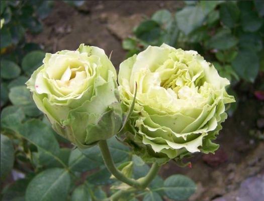 绿色月季清新脱俗,是一种比较少有的花色,绿色月季品种合集