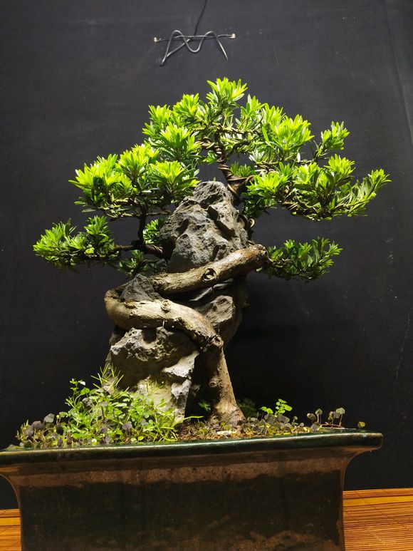 小叶贵妃罗汉松,做成附石盆景,越看越精美,请高手鉴赏点评!