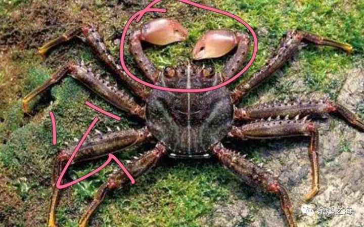 天空一声巨响,电光蟹闪亮登场!