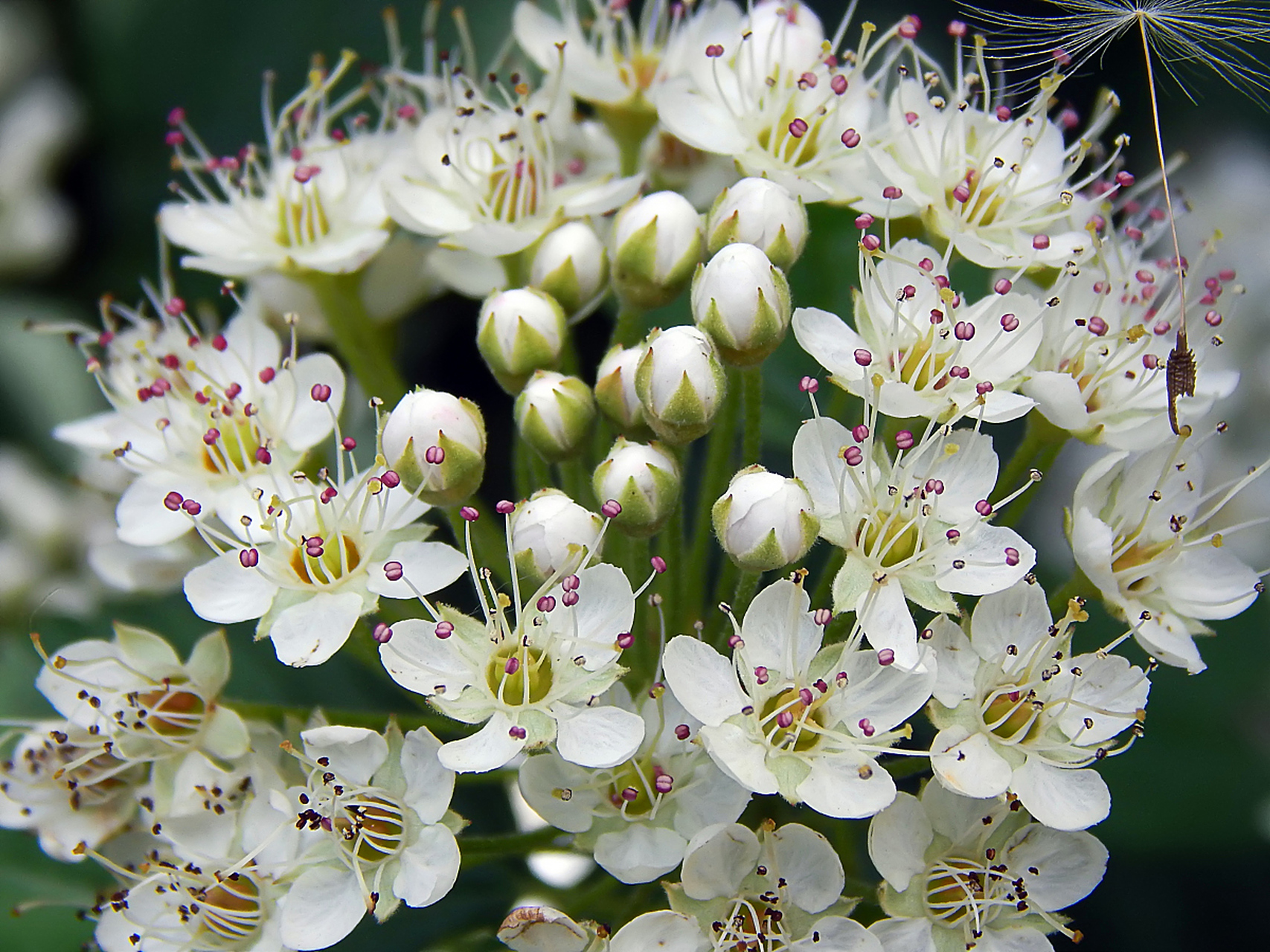 (七)  伯利恒之星在传统上象征着希望,引导和指引.