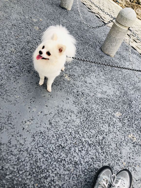 博美的毛就被主人剪了,它还挺满意