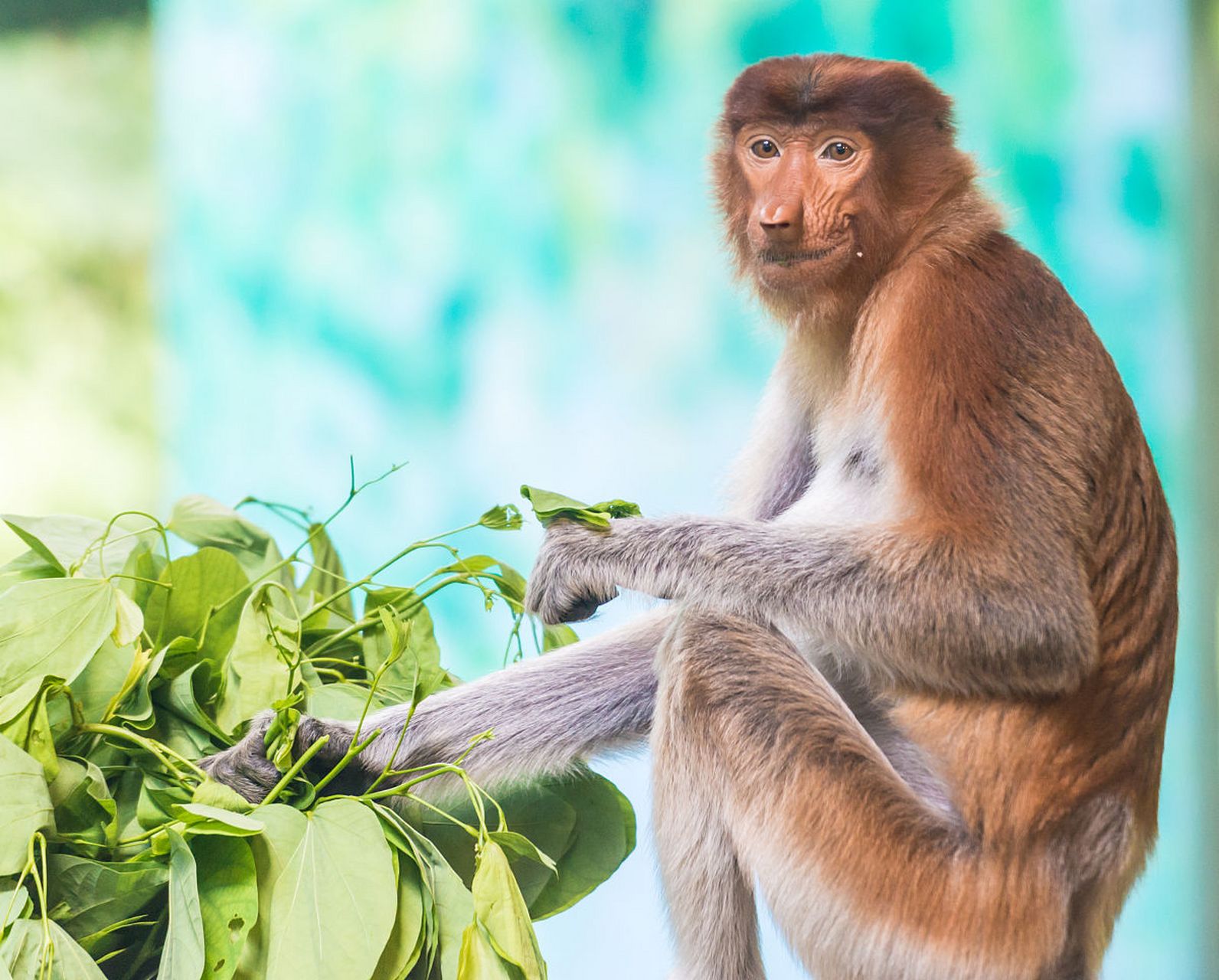 长鼻猴是南美洲的动物,它们的鼻子非常长.#动物趣图