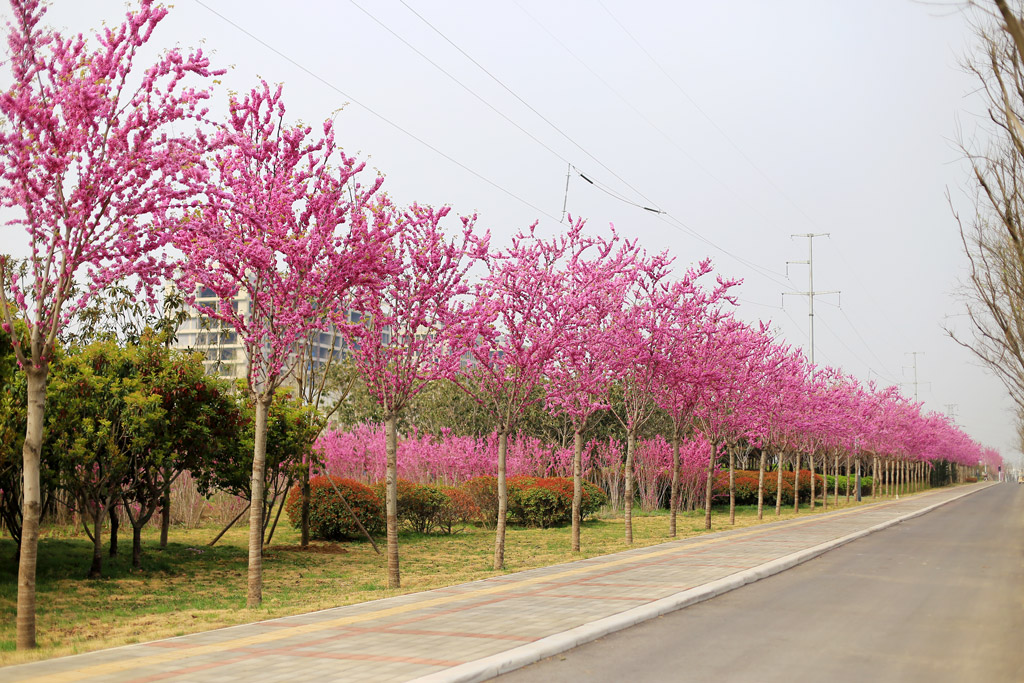 紫荆为什么又叫亲情树?