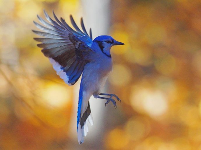 图中飞舞的鸟名叫冠蓝鸦,亦称蓝松鸦.北美洲松鸦的一种.