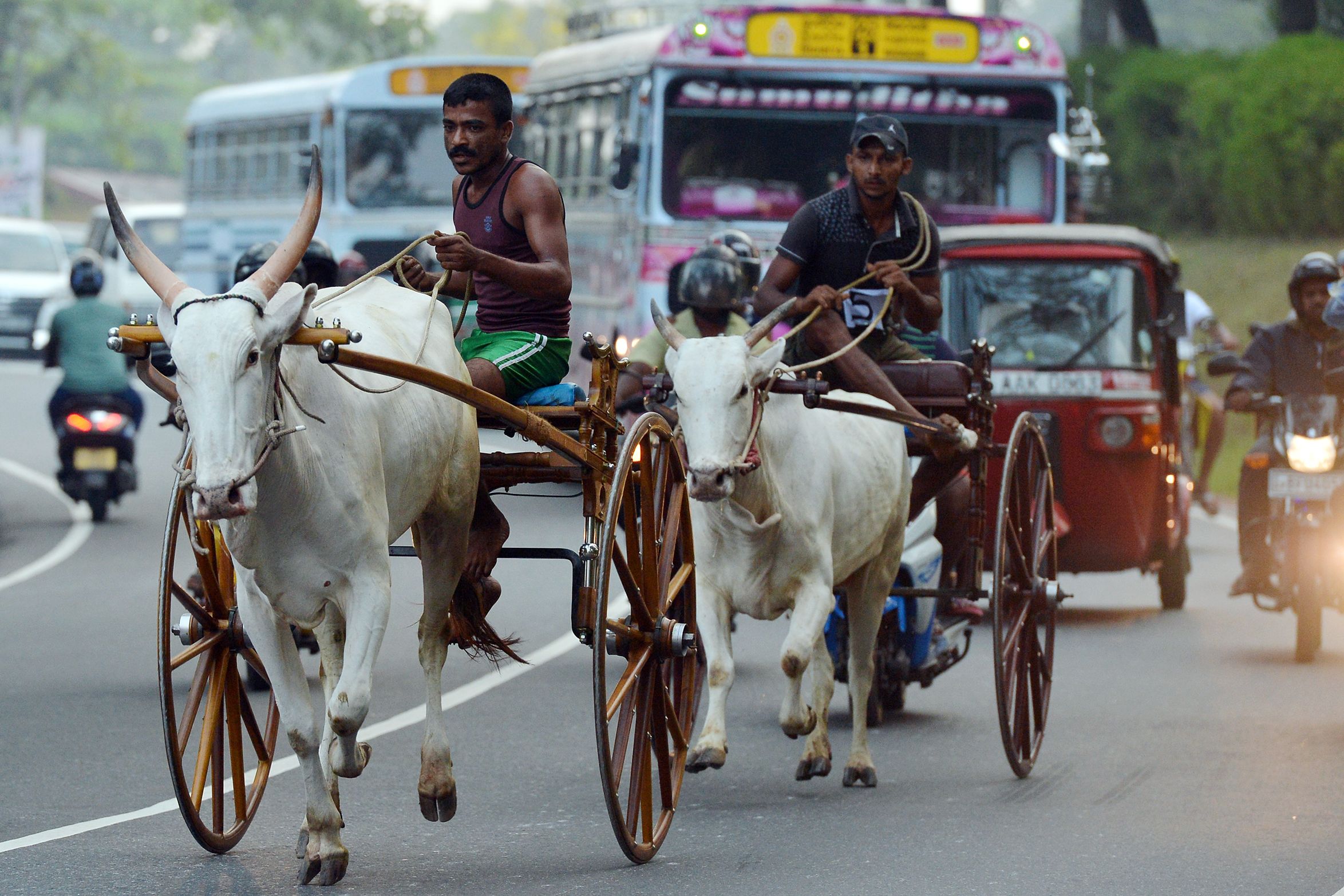 驾牛车 迎新年(2)