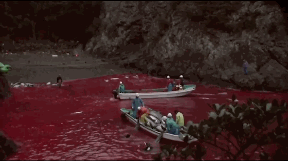 强迫日本小学生食用汞含量超标20倍的海豚肉,还以此为傲?