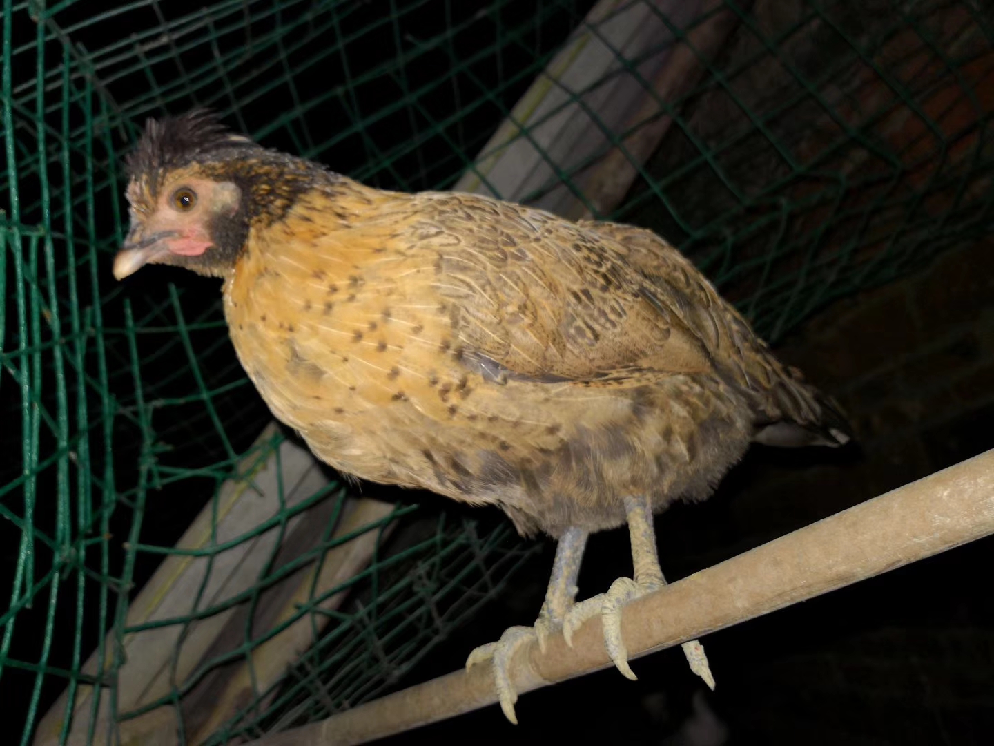 芊植果木农场自养殖杂交鸡