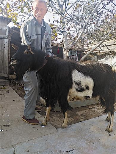 "狗头"长到羊身上