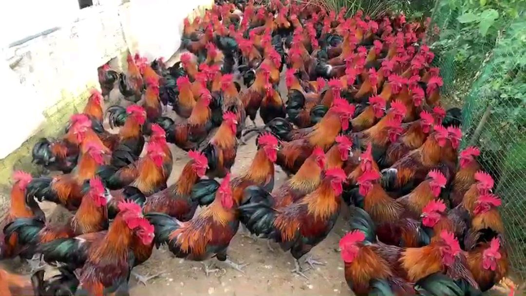 历史上最漂亮的瑶鸡